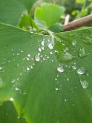 Ling Hao Qin Yuxin R