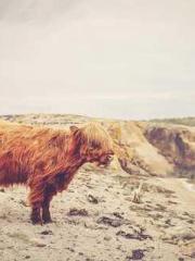 Mr. Gu, your wife is