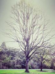 The Beloved Physicia