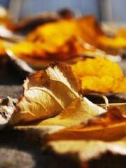 The Return of the Su